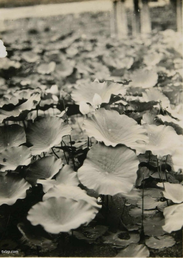 1929年安徽芜湖美丽风光照（上）插图10