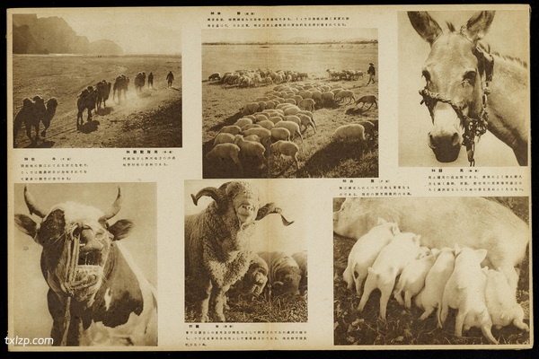 《跃进满洲画贴》新京观光协会 1942年 影集下载插图4 《跃进满洲画贴》新京观光协会 1942年 影集下载插图4