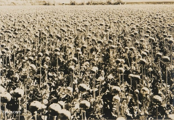 1932年内蒙古赤峰老照片 90余年前的林西县风貌插图8