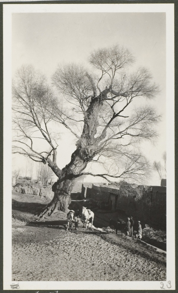 1910年莫理循西北行（3）凉州(武威)篇插图9