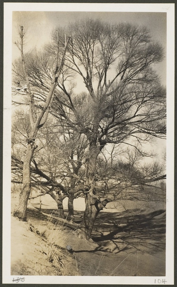 1910年莫理循西北行（4）甘州(张掖)篇插图15