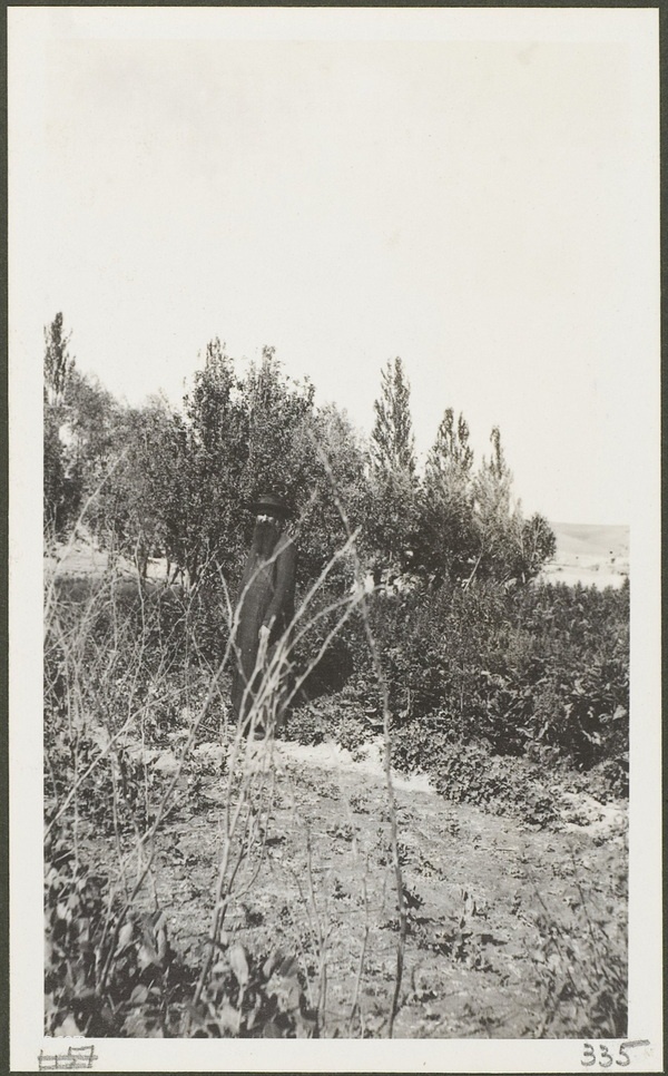 1910年莫理循西北行(14)伊宁昭苏篇(上)插图9 1910年莫理循西北行(14)伊宁昭苏篇(上)插图9