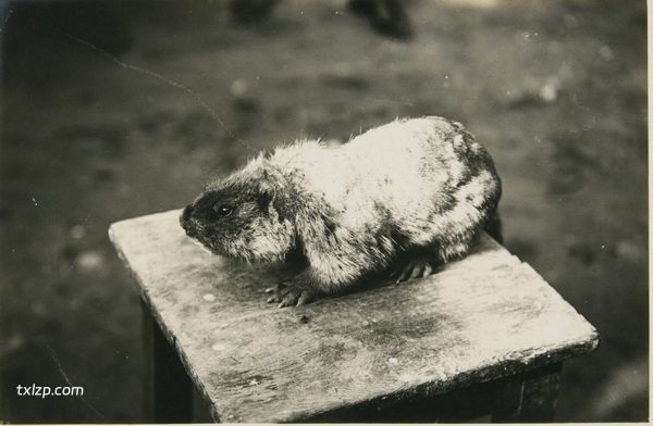 1925年内蒙古老照片 洮南克鲁伦河呼伦湖等地风貌插图13