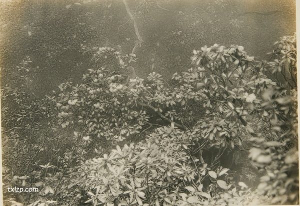 1926年峨眉山老照片 百年前的峨眉山各处胜景插图7