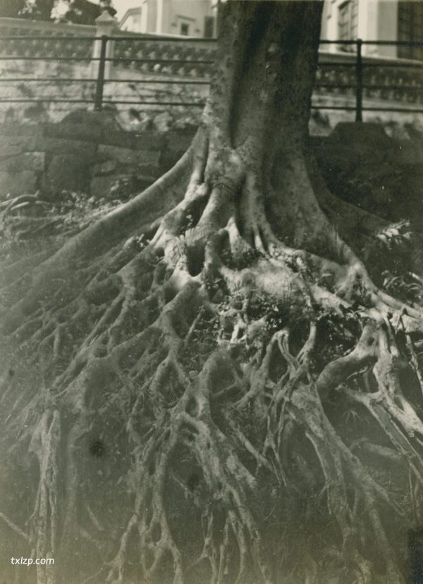 1909年张伯林的中国摄影集（4）香港插图22